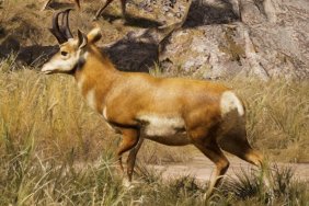 Pronghorn Far Cry 5