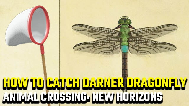 how to catch a Darner Dragonfly in Animal Crossing: New Horizons