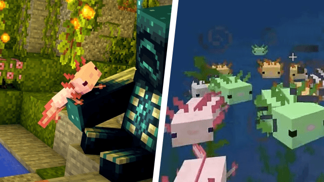 Can you tame Axolotl in Minecraft