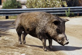 GTA Online Boar Location